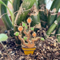 Nitro Plum Plant Enamel Pin